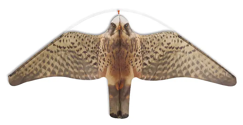 Aquilone spaventa gabbiani