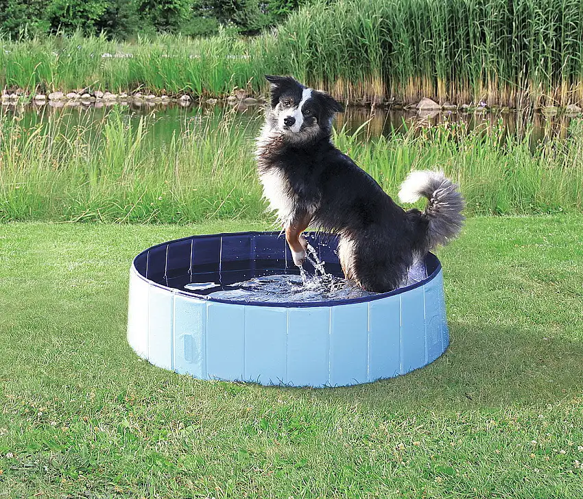 Piscina per cani